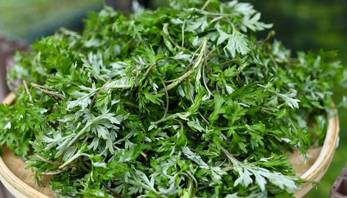 ��Ҷ�Ĺ�Ч������ ��ҶͼƬ